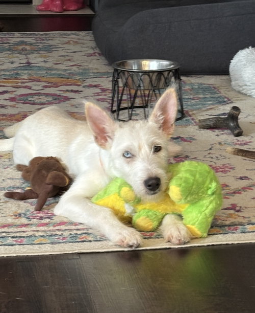 SAMMIE - Terrier available for adoption