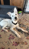 Sammie - Photo 3