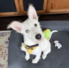 Sammie - Photo 1