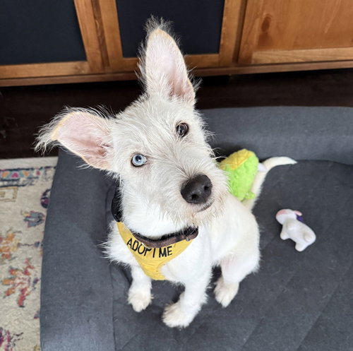 picture of the dog needing adoption