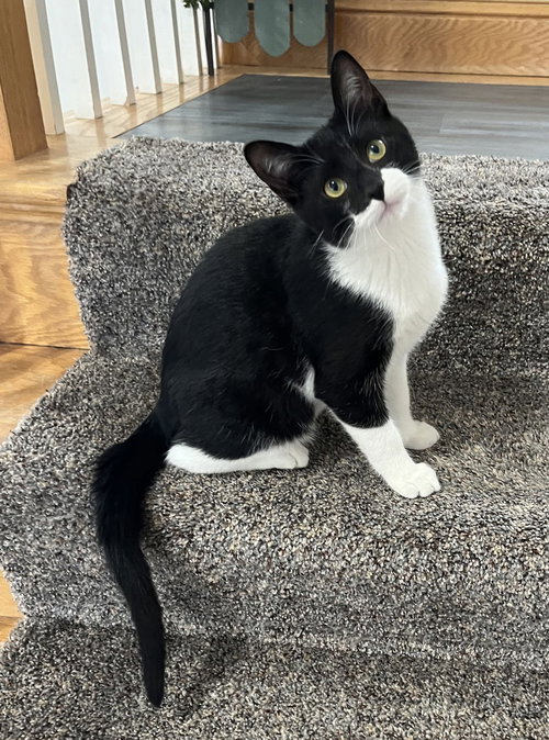 Batman, Young Domestic Short Hair (short coat), cat for adoption in Lakeville, Minnesota