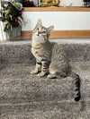 Kitka - Photo 2