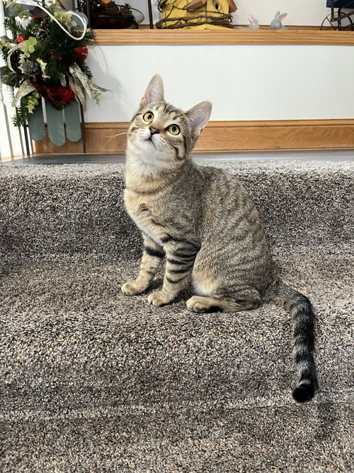 KITKA - Domestic Short Hair available for adoption