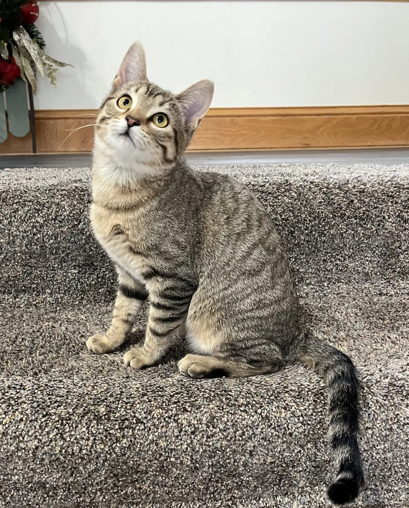 Kitka - Domestic Short Hair