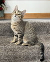 Kitka - Photo 1