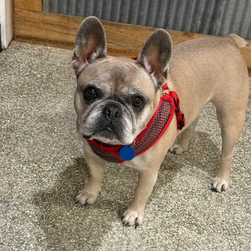 RODEO - French Bulldog available for adoption