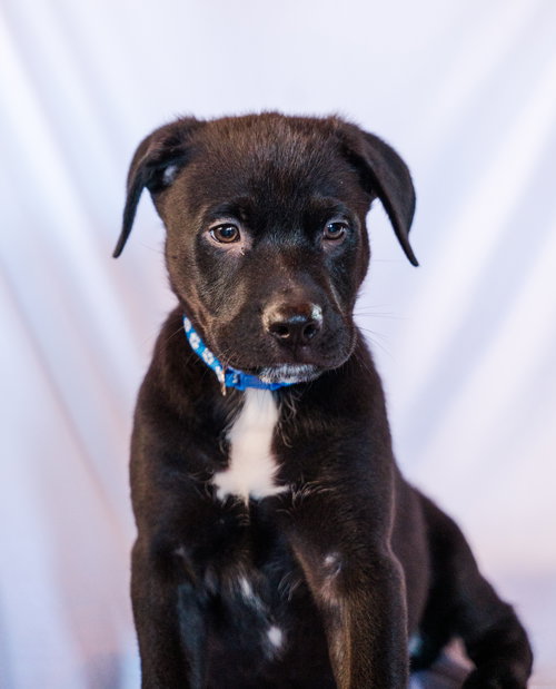 SCHEPERS - Shepherd available for adoption