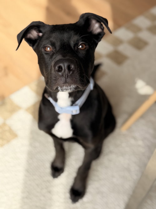 Schepers, an adoptable Shepherd in St. Louis Park, MN