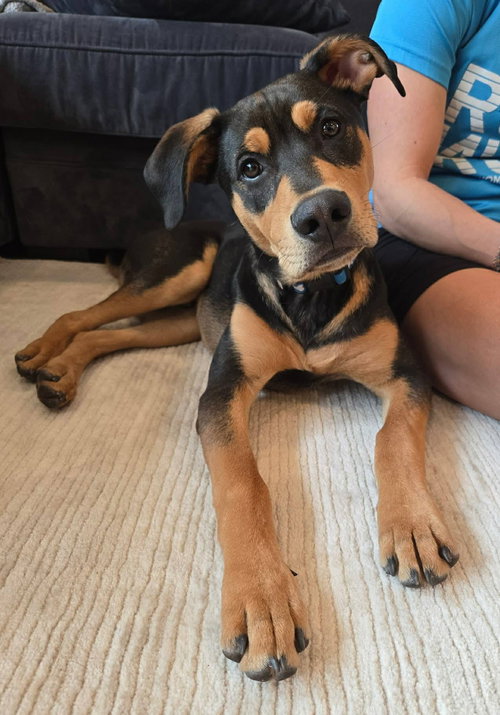 Rooney, an adoptable Spaniel in St. Louis Park, MN