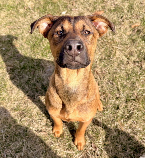 Taylor, an adoptable Spaniel in St. Louis Park, MN