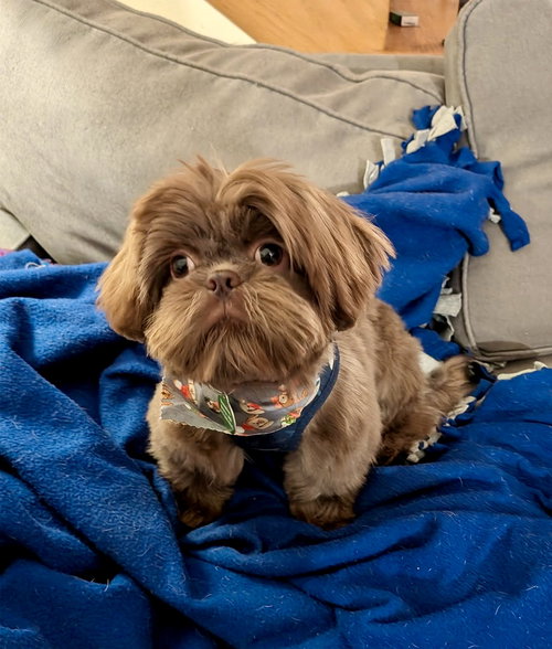 picture of the dog needing adoption