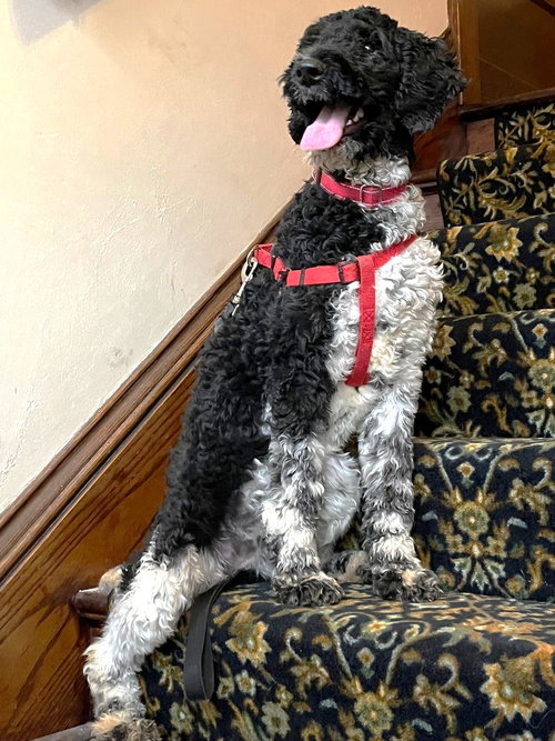 picture of the dog needing adoption