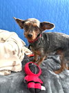 Zander - Photo 7