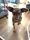 Zander - Photo 8