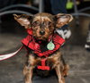 Zander - Photo 4