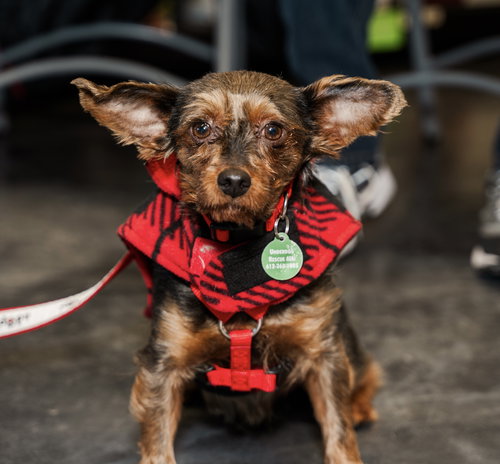 picture of the dog needing adoption