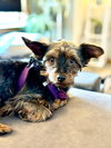 Zander - Photo 1