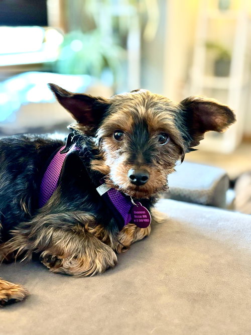 ZANDER - Yorkshire Terrier Yorkie available for adoption