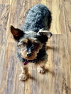 Zander - Photo 2