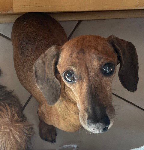 picture of the dog needing adoption