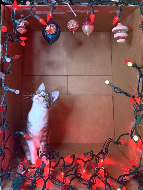 picture of the cat needing adoption