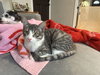 Clover - Photo 5