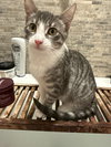 Clover - Photo 6