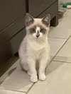 Maple - Photo 3