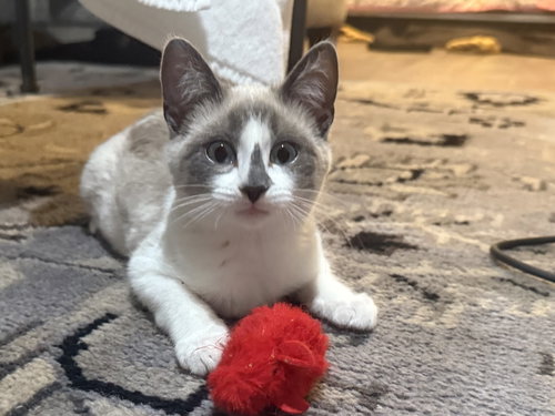 MAPLE - Siamese available for adoption