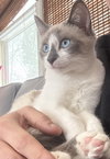 Maple - Photo 5