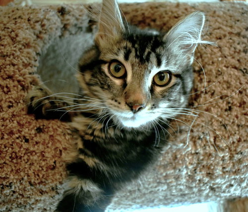 picture of the cat needing adoption