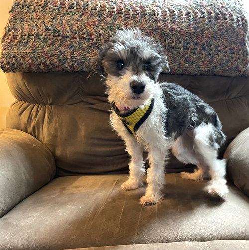 Mellow — Miniature Schnauzer (medium coat)