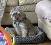 Tie Dye, a Miniature Schnauzer (medium coat)