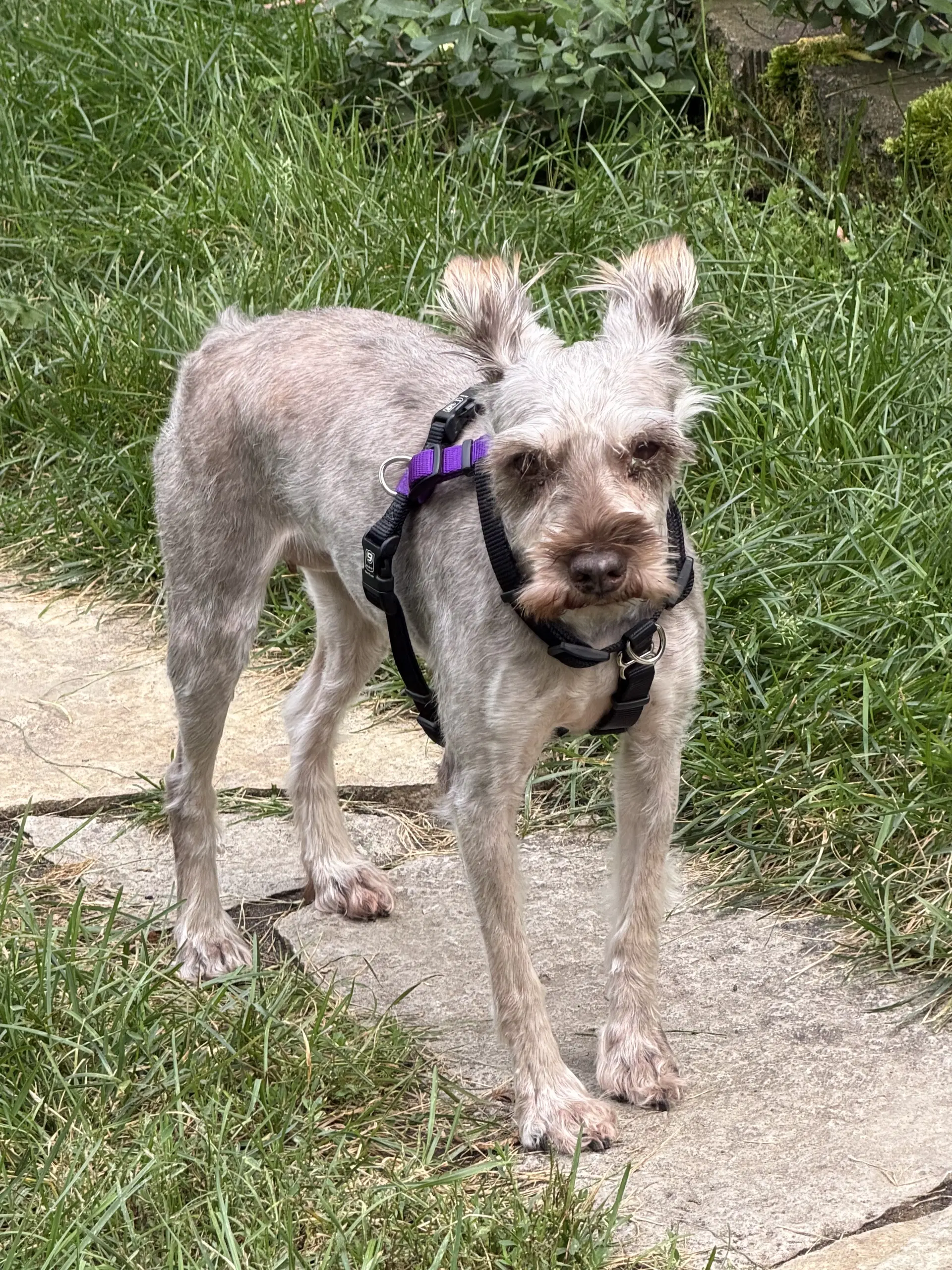 Tie Dye - Miniature Schnauzer