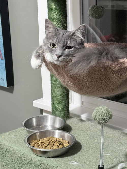 Beatnik, an adoptable Domestic Long Hair in St. Louis Park, MN