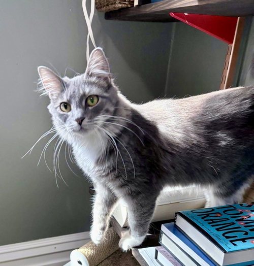 Beatnik, an adoptable Domestic Long Hair in St. Louis Park, MN