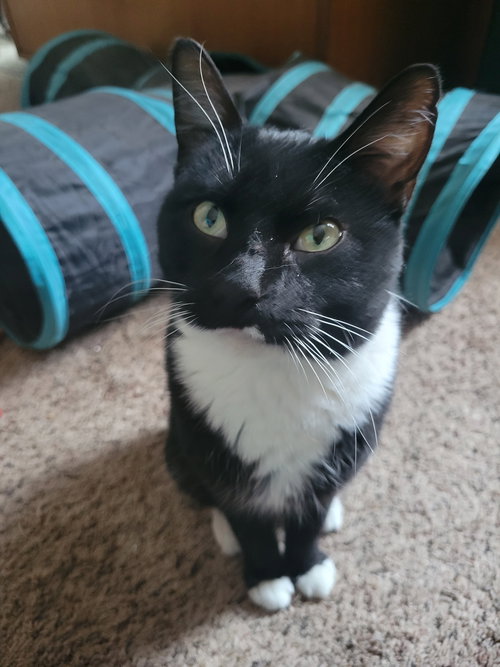 picture of the cat needing adoption