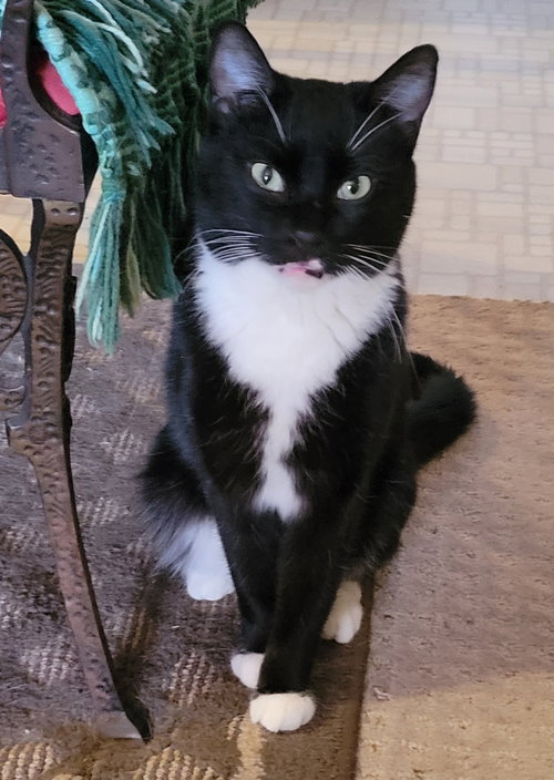 Flower Power, Young Domestic Short Hair (short coat), cat for adoption in Lakeville, Minnesota