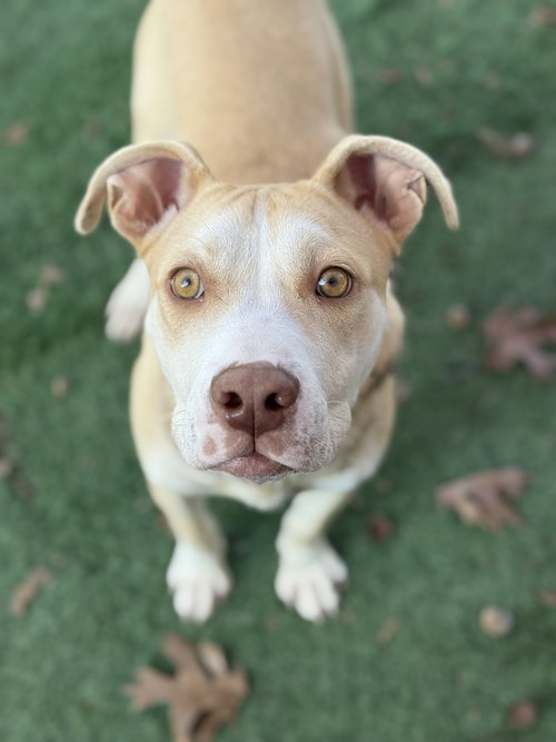 KIDDO - Pit Bull Terrier available for adoption
