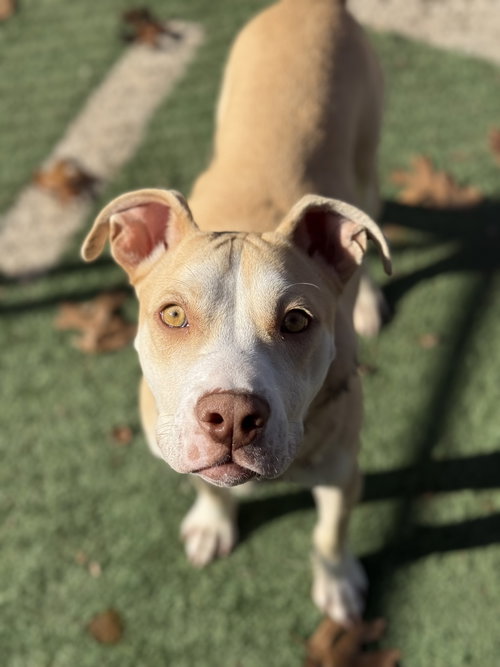KIDDO - Pit Bull Terrier available for adoption