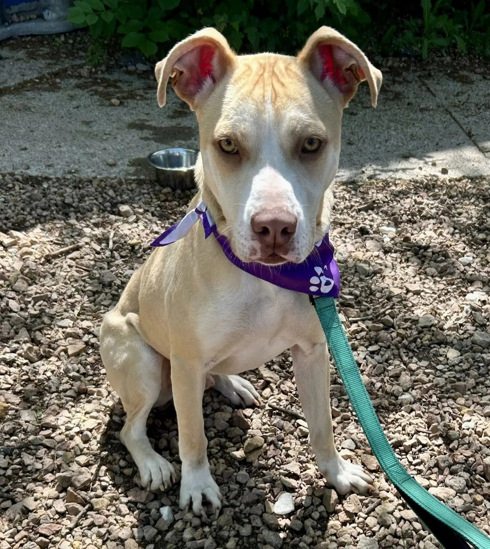 Kiddo - Pit Bull Terrier