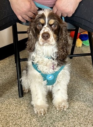 Lady, an adoptable Cocker Spaniel in St. Louis Park, MN
