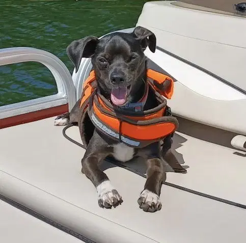 Mack - Chihuahua