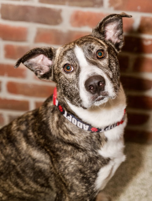 Little Lucky, an adoptable Pit Bull Terrier in St. Louis Park, MN