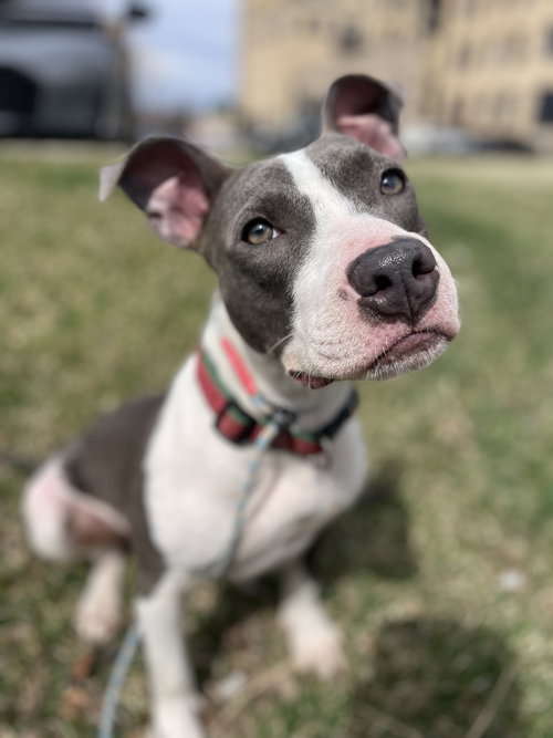 Atreyu, an adoptable Pit Bull Terrier in St. Louis Park, MN