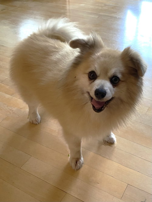 Oriole, an adoptable Pomeranian in St. Louis Park, MN
