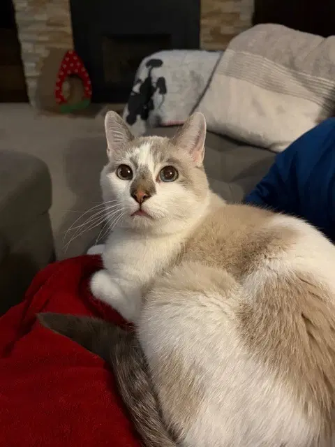 Beau - Domestic Short Hair