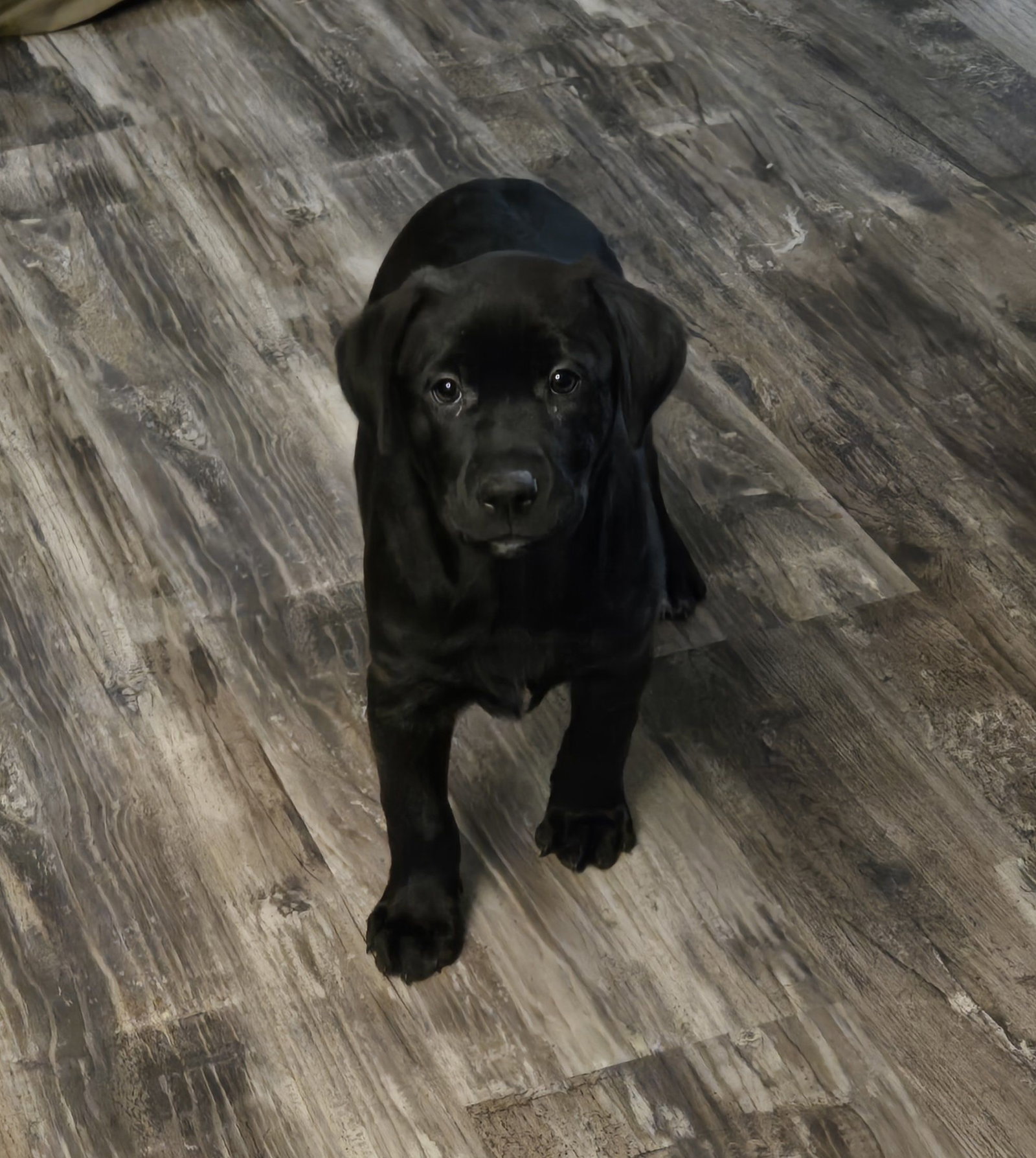 Roxy Image