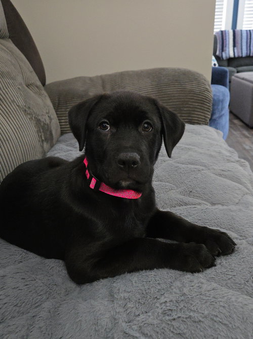 Roxy — thumbnail 6