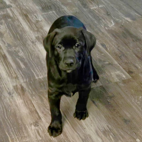 Roxy — thumbnail 5